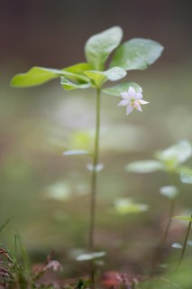 Arctic starflower (Trientalis europaea)