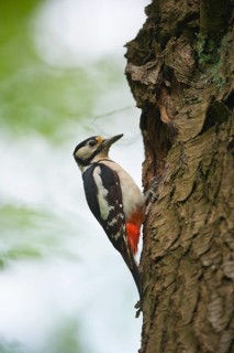 Great Spotted Woodpecker (Dendrocopos major) on tree trunk in front of breeding burrow