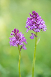 Pyramidal orchid (Anacamptis pyramidalis)