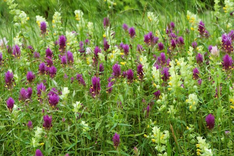 Meadow with field cow-wheat (Melampyrum arvense) and greater yellow rattle (Rhinanthus alectorolophus)