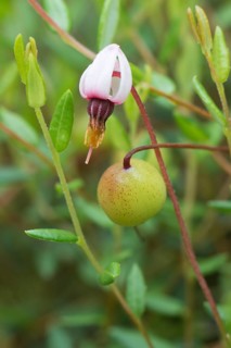 Cranberry (Vaccinium oxycoccos)