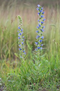 Viper's bugloss or blueweed (Echium vulgare)