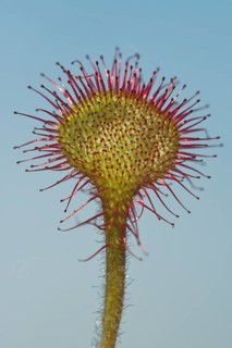 Round-leaved or common sundew (Drosera rotundifolia) against blue sky