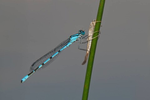Common blue damselfly