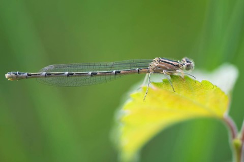 Common blue damselfly