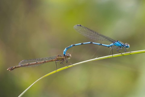 Common blue damselflies (Enallagma cyathigerum) mating on stalk