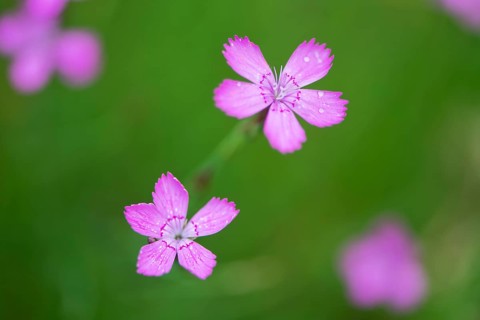Maiden pink (Dianthus deltoides)