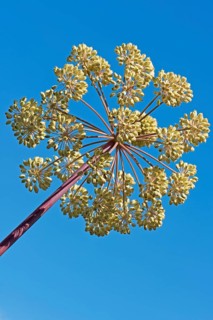 Garden angelica
