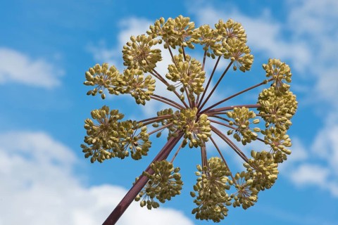 Garden angelica