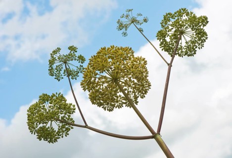 Garden angelica
