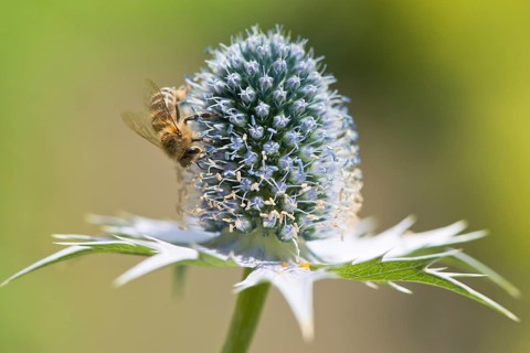 Miss Willmott's ghost (Eryngium giganteum) with European honey bee (Apis mellifera)