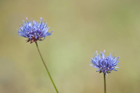 Sheep's bit scabious (Jasione montana)