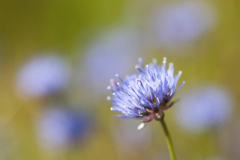 Sheep's bit scabious (Jasione montana)