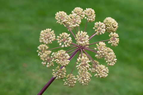Garden angelica