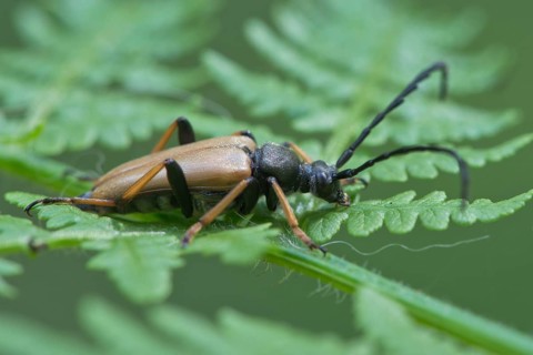 Red-brown Longhorn Beetle (Stictoleptura rubra)