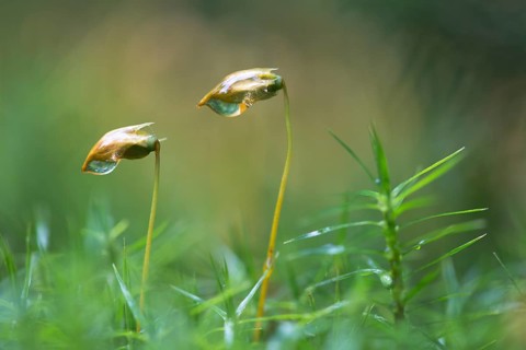 Bank haircap (Polytrichum formosum)