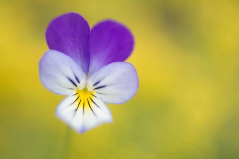 Heartsease (Viola tricolor)