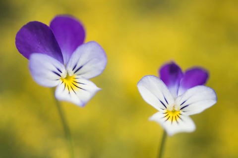 Heartsease (Viola tricolor)