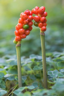 Snakeshead (Arum maculatum)