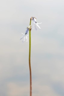 Dortmann's cardinalflower or water lobelia (Lobelia dortmanna)