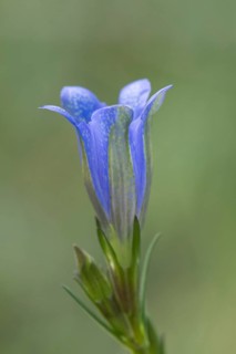 Marsh gentian (Gentiana pneumonanthe)