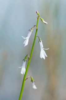 Dortmann's cardinalflower or water lobelia (Lobelia dortmanna)