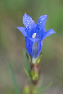 Marsh gentian (Gentiana pneumonanthe)