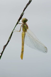 Newly hatched vagrant darter (Sympetrum vulgatum) against white background