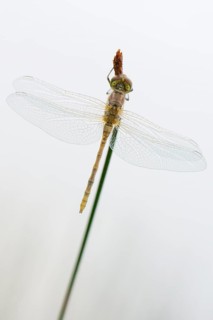 Newly hatched vagrant darter (Sympetrum vulgatum) against white background