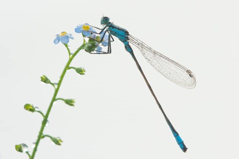 Azure damselfly (Coenagrion puella) on water forget-me-not (Myosotis scorpioides)