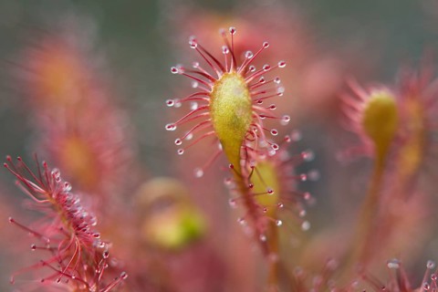 Spoonleaf sundew (Drosera intermedia)