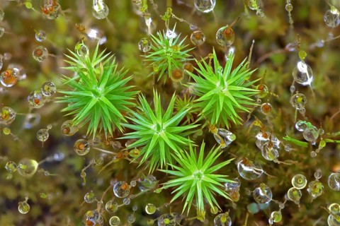 Common haircop moss (Polytrichum commune)
