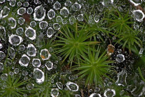 Common haircop moss (Polytrichum commune)