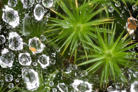 Common haircop moss (Polytrichum commune)