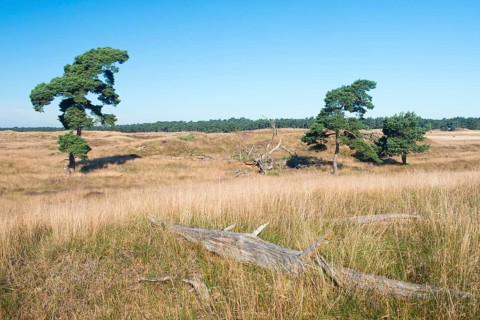 Pine trees (Pinus sylvestris) among the dunes