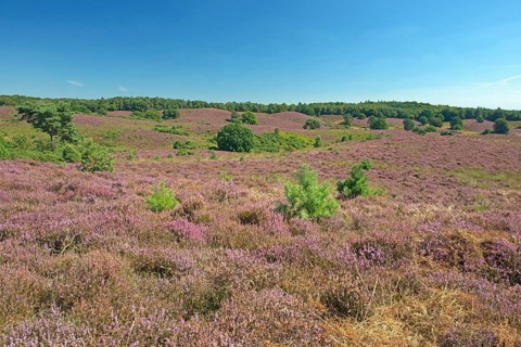 Heath (Calluna vulgaris)