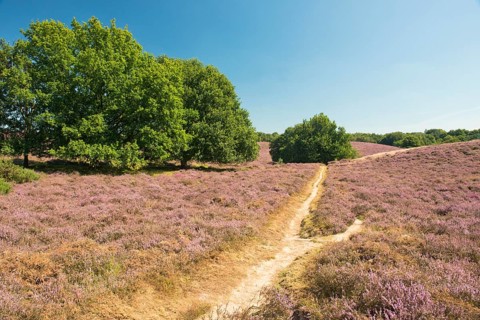 Heath (Calluna vulgaris)