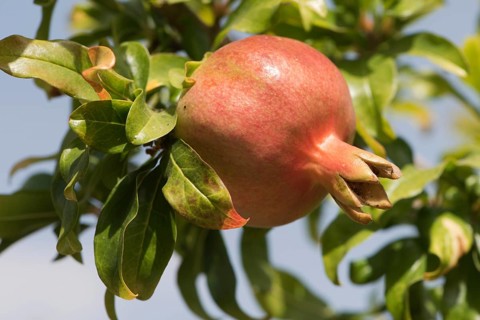 Pomegranate (Punica granata)