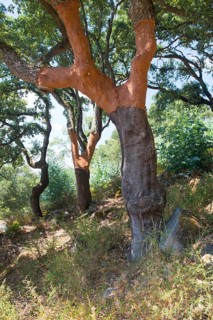 Cork oaks (Quercus suber)