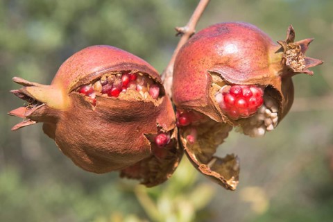 Pomegranates (Punica granata)