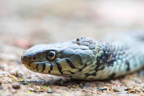 Grass snake