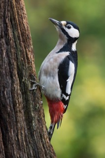 Great Spotted Woodpecker (Dendrocopos major)