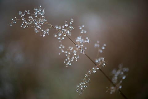 Dew drops on grass