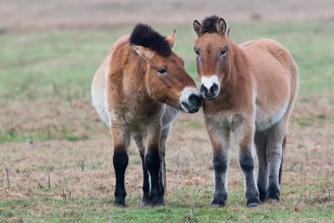 Przewalski's horses (Equus ferus przewalskii) get a whiff of each other