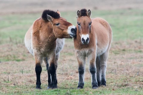 Przewalski's horses (Equus ferus przewalskii) get a whiff of each other