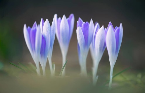 Early Crocus (Crocus tommasinianus)