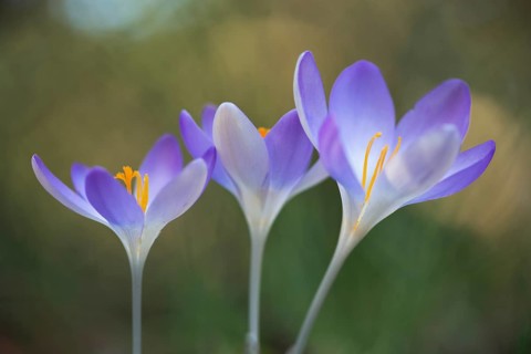Woodland crocus (Crocus tommasinianus)
