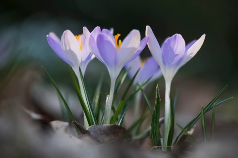Woodland crocus (Crocus tommasinianus)