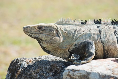 Black spiny-tailed iguana (Ctenosaura similis)