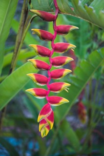 Hanging Lobster-claw (Heliconia rostrata)